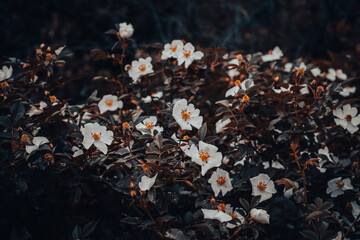 Wild rosehip blossom flower with raindrops concept photo. Growing plants in garden.