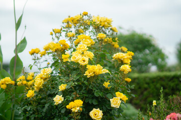 Obraz premium 横浜に咲くバラ