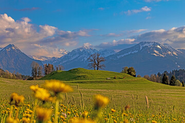 Allgäu - Frühling - Blumen - Berge - Alpen - Faszination