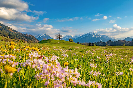 Allg&auml;u - Fr&uuml;hling - Oberstdorf - Berge - Alpen - Blumen