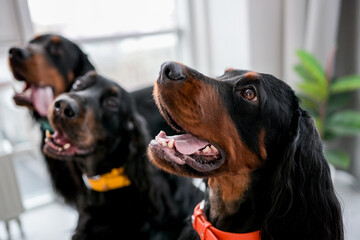 Three setter dogs sitting with mouth open and tonque out at home and looking back. Doggy pets...