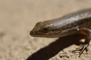 close up lizard on a rock