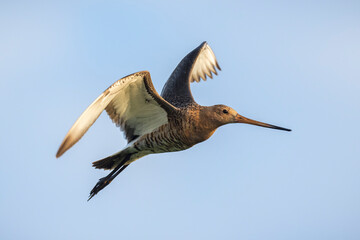 Black-tailed godwit Limosa Limosa in flight