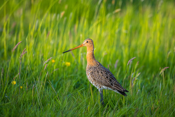 Black-tailed godwit Limosa Limosa foraging in a green meadow