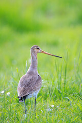Black-tailed godwit Limosa Limosa bird female foraging in a green meadow