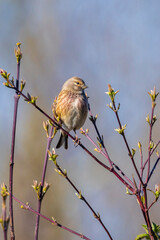 Linnet male bird, Carduelis cannabina singing