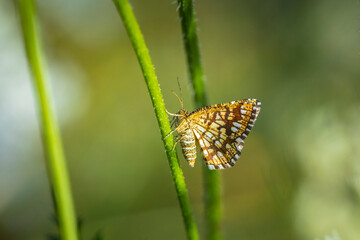 Closeup of a latticed heath, Chiasmia clathrata, moth perched in a meadow