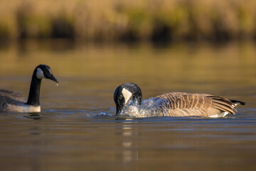 Canadian goose, Branta canadensis, washing