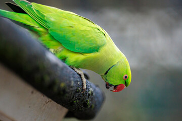 Rose-ringed parakeet, Psittacula krameri, bird closeup