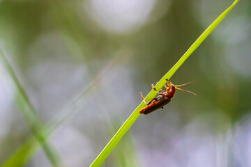 Red soldier beetles, Rhagonycha fulva