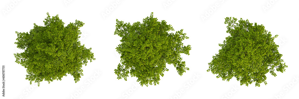 Wall mural set of green trees on top view isolated on transparent background, 2d plants, 3d render illustration