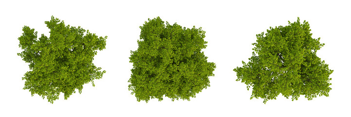 Obraz premium Set of green trees on top view isolated on transparent background, 2d plants, 3d render illustration.