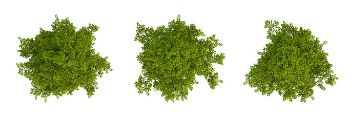 Obraz premium Set of green trees on top view isolated on transparent background, 2d plants, 3d render illustration.