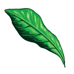 Liść egzotycznej rośliny. Błyszczący zielony liść, rysunek wektorowy. Pojedynczy lśniący listek kawowy - kolorowa ilustracja. 