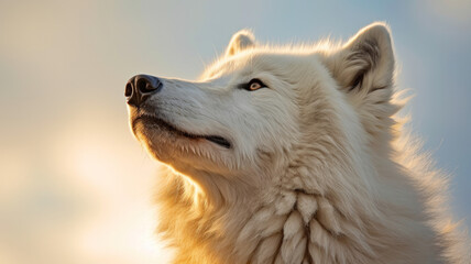 Fototapeta premium arctic wolf created with Generative AI technology