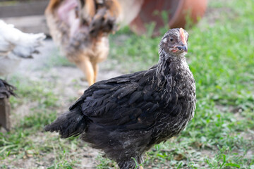 Naklejka na ściany i meble Young hen with black gray plumage in yard at farm, poultry farming concept