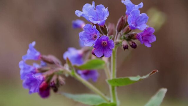 Flower Pulmonaria obscura or Lungwort close-up in early spring, first spring flowers