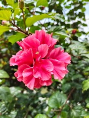 Fototapeta premium pink rose bush