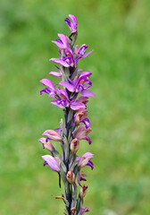 photos of wild plants and wildflowers. photos of wild orchids.