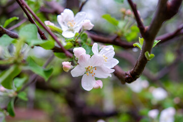 Flowers of Apple tree Fuji in the sun in the spring