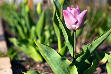 purple tulip on a background of green leaves in the garden