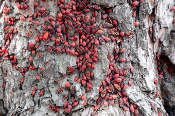 Colony of Pyrrhocoris apterus nests on the tree trunk. Large colony of red beetles on pine bark
