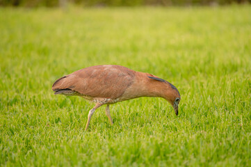 Malaysian Night Heron (Gorsachius melanolophus) in the urban park.