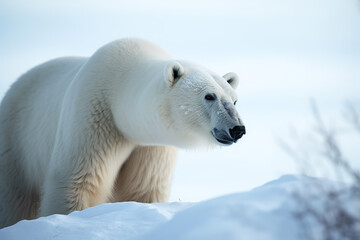 Fototapeta na wymiar White Bear In Winter On Snow Mountains, Generative Ai