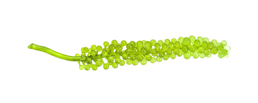 Sea grapes ( green caviar ) seaweed on  transparent png