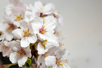 Fototapeta na wymiar 満開の桜、見る場所によっても美しさが違います。