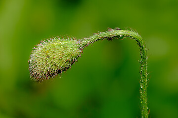 Mohnblütenknospe
