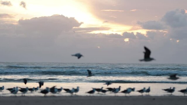 Seagulls walking on the shore by rough sea at an early sunset