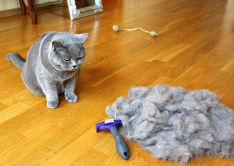 Combing fluffy cats. Caring for for pet hair at the beginning of a hot summer. A molt of cats....