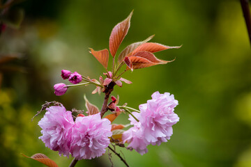 美しい一番見ごろな頃の八重桜 - obrazy, fototapety, plakaty