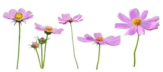 Pink cosmos flower blooming on transparent background - 606799510
