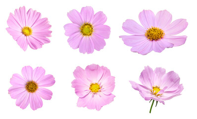 Fototapeta na wymiar Pink cosmos flower blooming on transparent background
