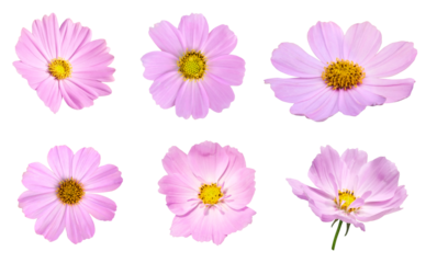Pink cosmos flower blooming on transparent background