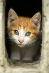 curious stray kitten looking for food 