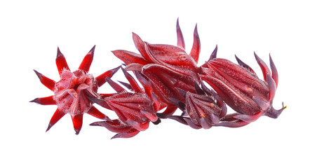 roselle on  transparent png