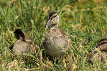 kaczka, krakwa, krzyżówka, ptactwo