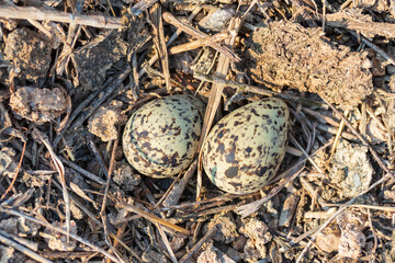 Closeup of Two Bird Eggs on the ground with natural background with copy space at Thailand.