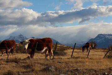 Fototapeta na wymiar Wild cow in Patagonia. 