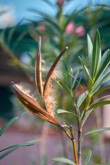 Dried follicle (seed pods) of oleander (Nerium) plant. The follicle splits open at maturity, releasing dried fluffy seeds which propagate through wind. Photo taken in West Bengal, India.