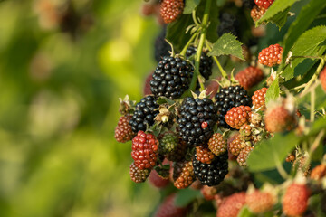 Blackberry. Wild forest berries. Bunches of ripe black blackberries growing in wild nature, dewberry grow on a bush. Summer ripe healthy berries outdoors, close-up