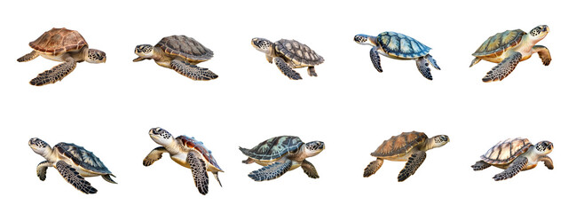 Different sea and ocean turtles set,  isolated on transparent background cutout, png.