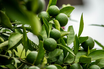 金柑とマンダリンオレンジの交配種がカラマンシーという柑橘です