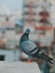 pigeon on the railing