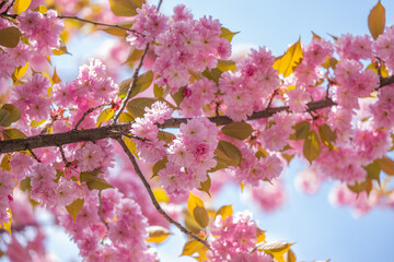 blooming sakura on a sunny day