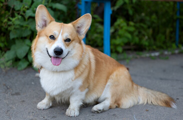 welsh corgi pembroke sitting on the street