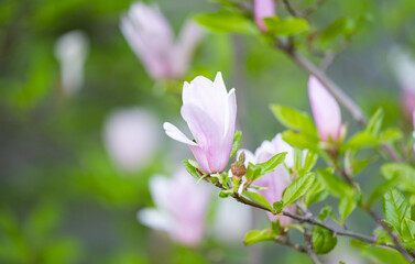 blossoming magnolia tree in spring